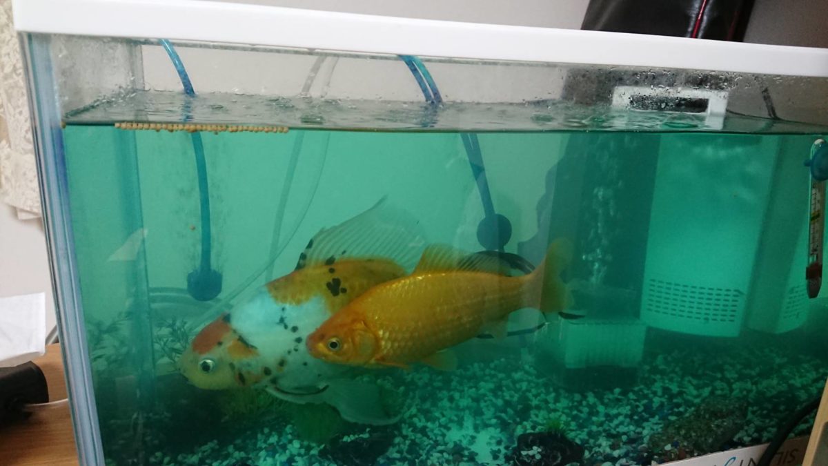 祝、近藤家の金魚2歳になりました。かなり大きく成長してます 