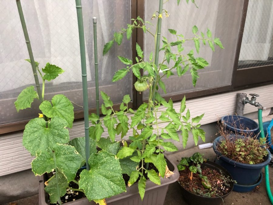 我が家のトマト栽培ときゅうり栽培の成長