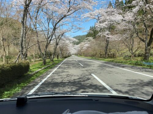 寺尾ヶ原の千本桜