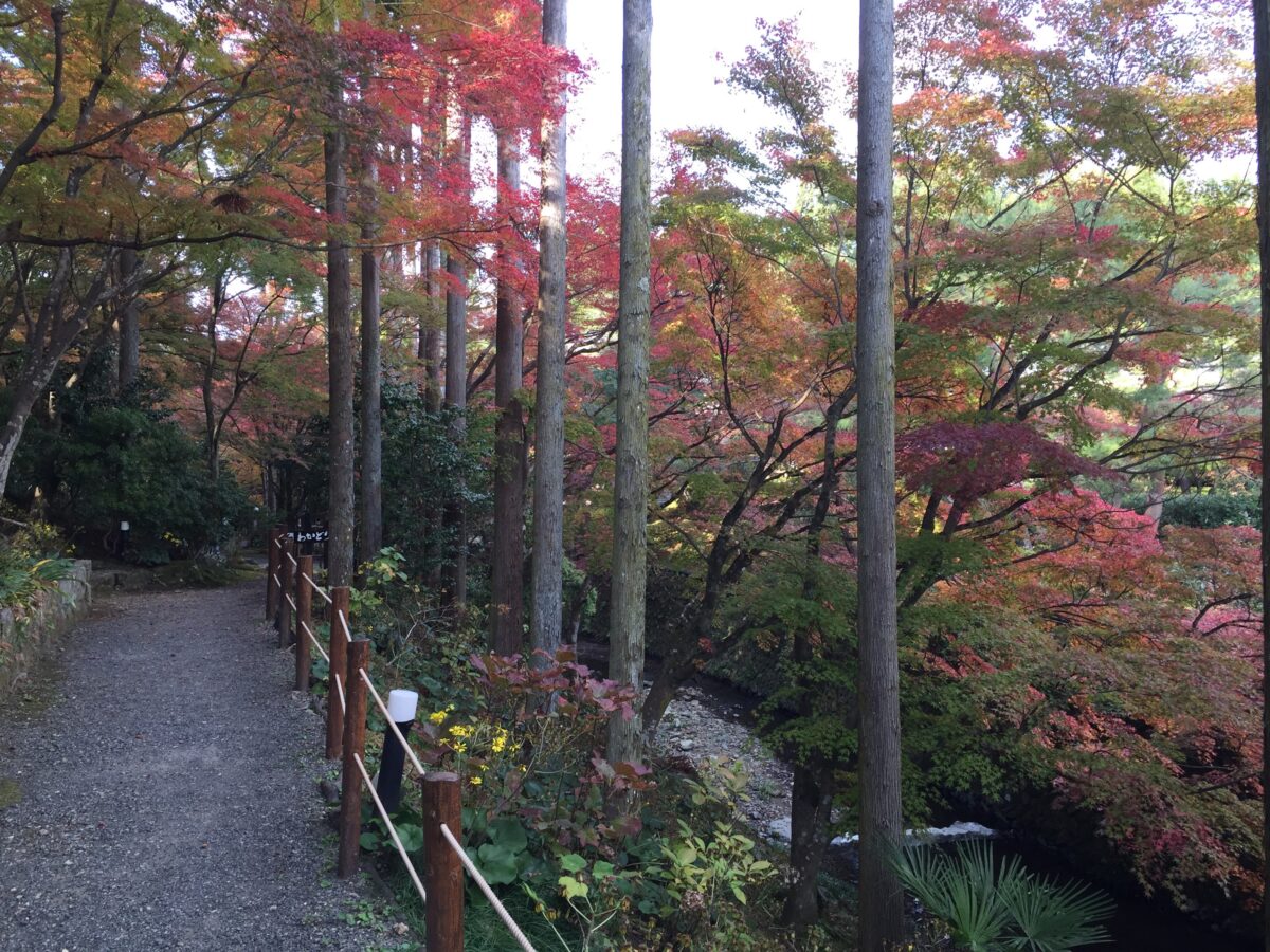 のんびり京都・・しようざんリゾート紅葉