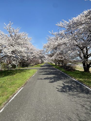 桜道を散歩！！🌸🌸