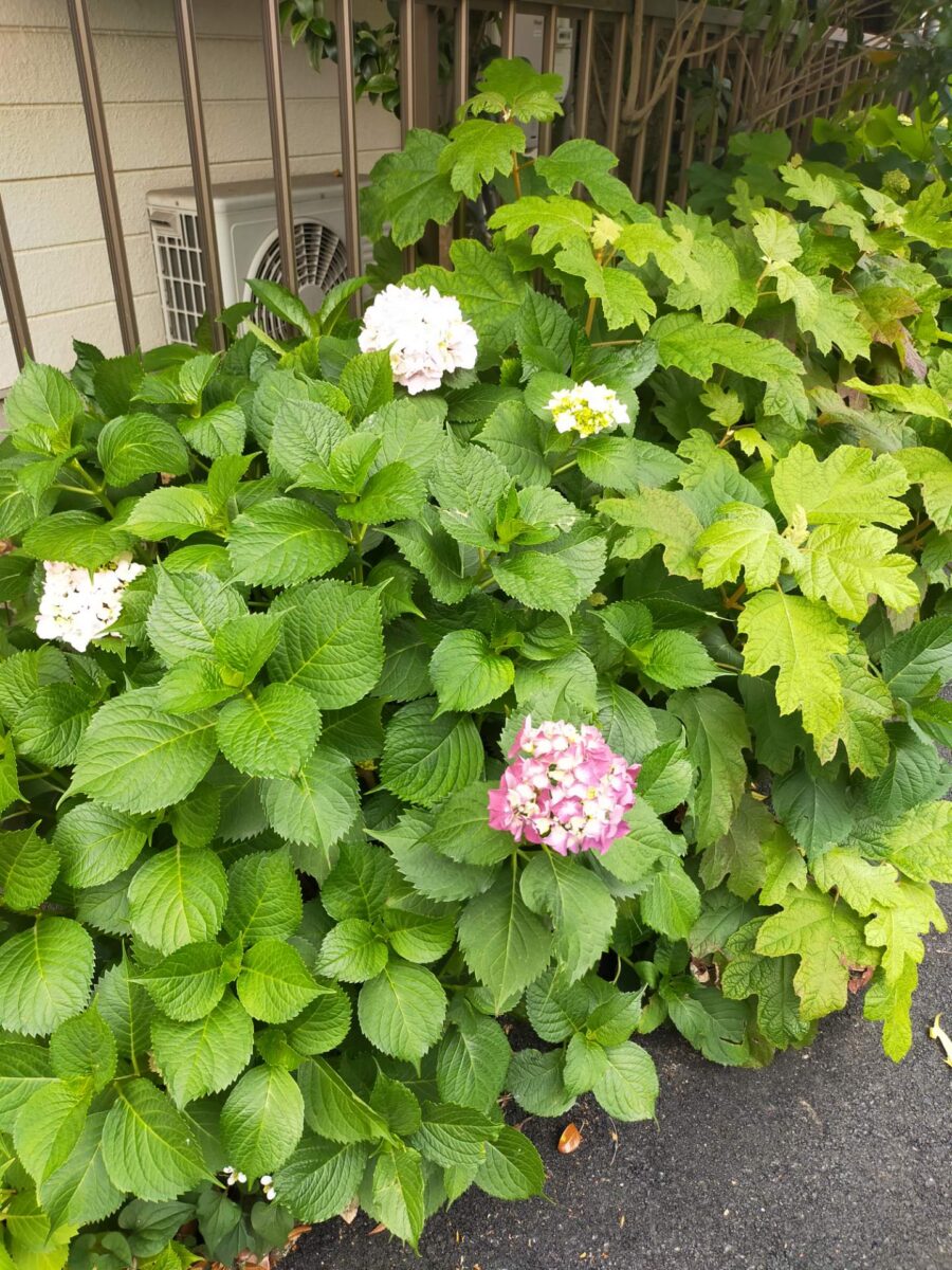 梅雨の時期が近くなってきました！！