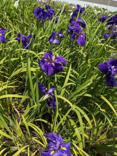 大垣市の曾根城公園にある花しょうぶを見に行ってきました！！