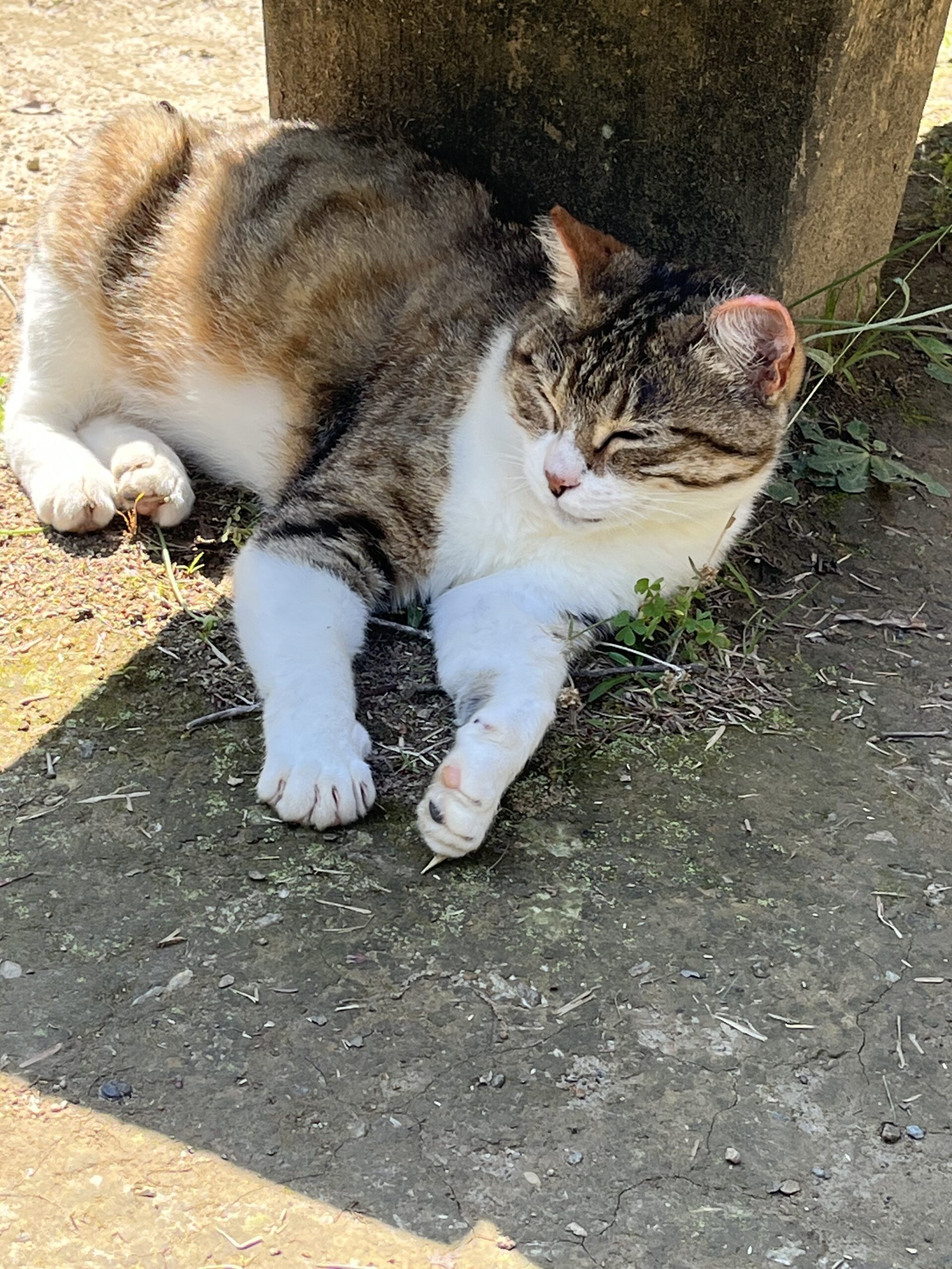 猫がいる神社