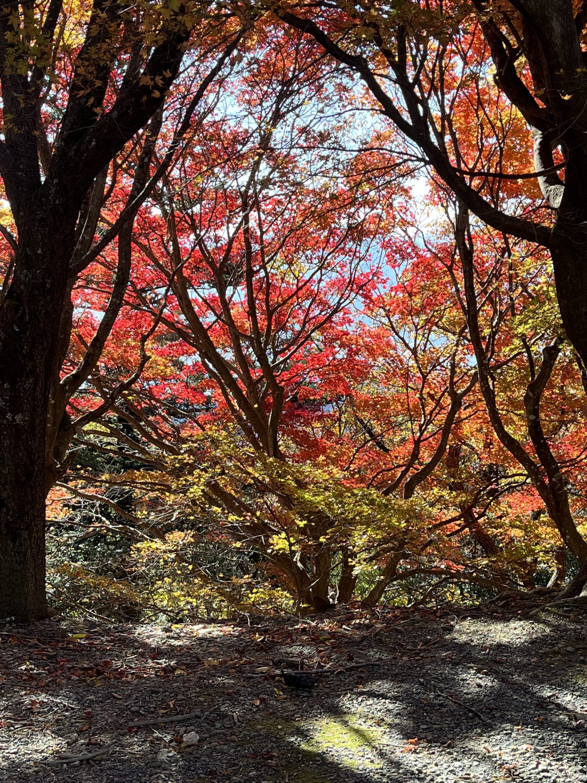 池田山が紅葉してました！