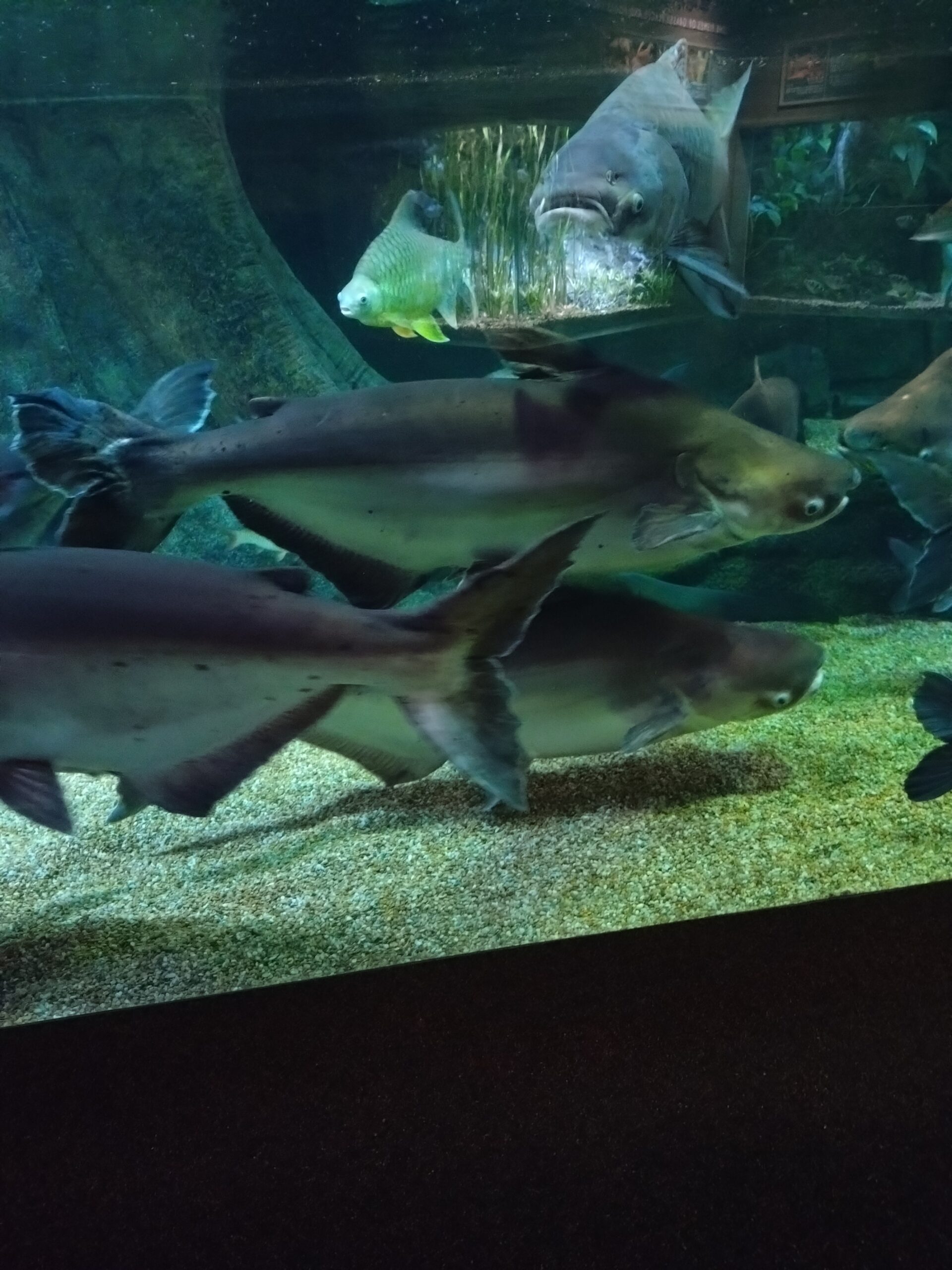 他にも一人旅で水族館。