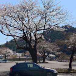 桜を愛でる会