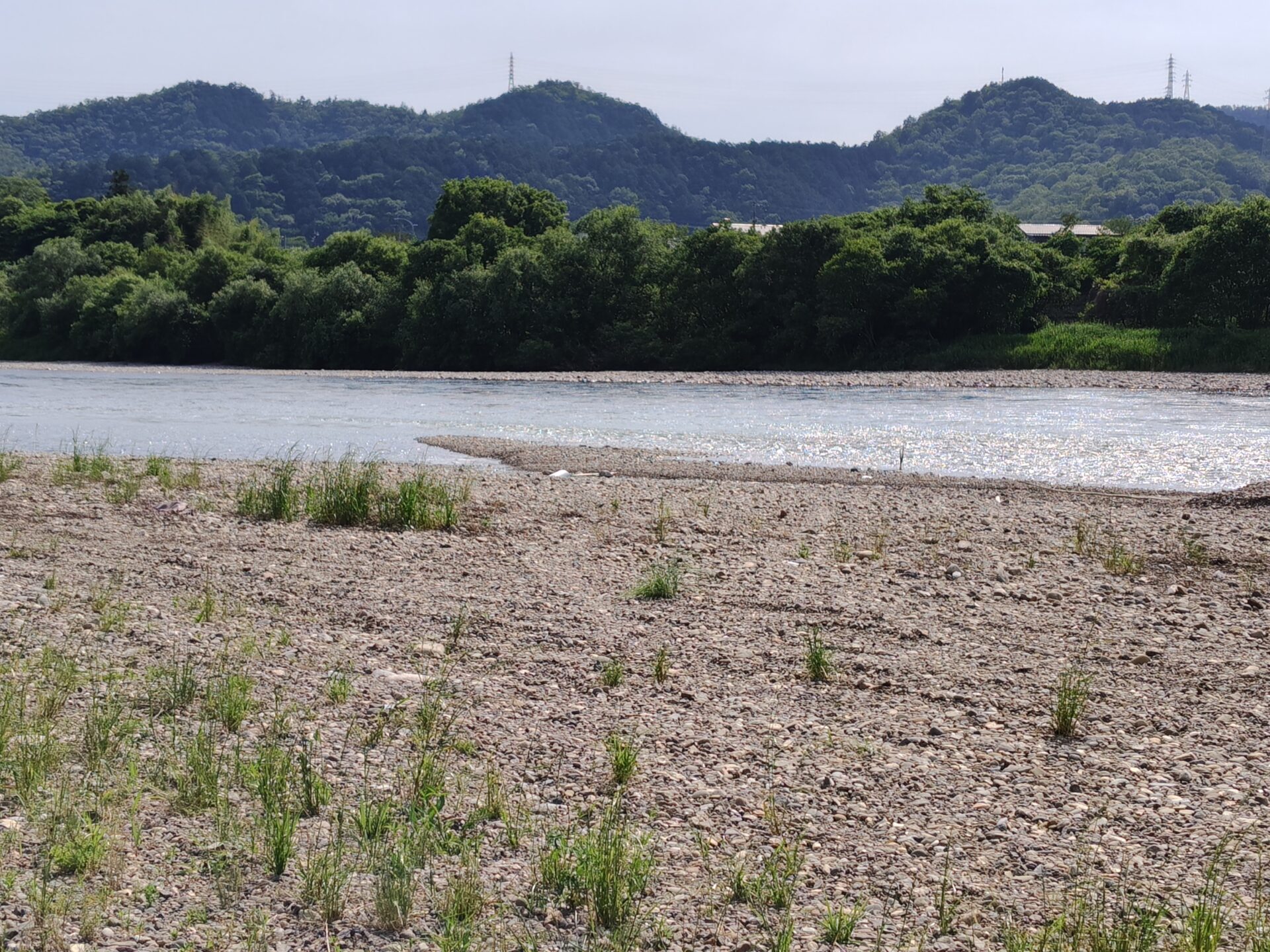 釣果情報　鮎解禁