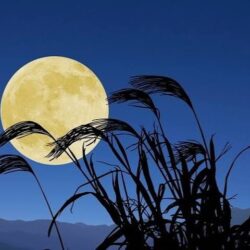 十五夜🌕