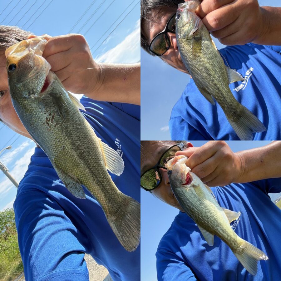 とりあえず釣れてます