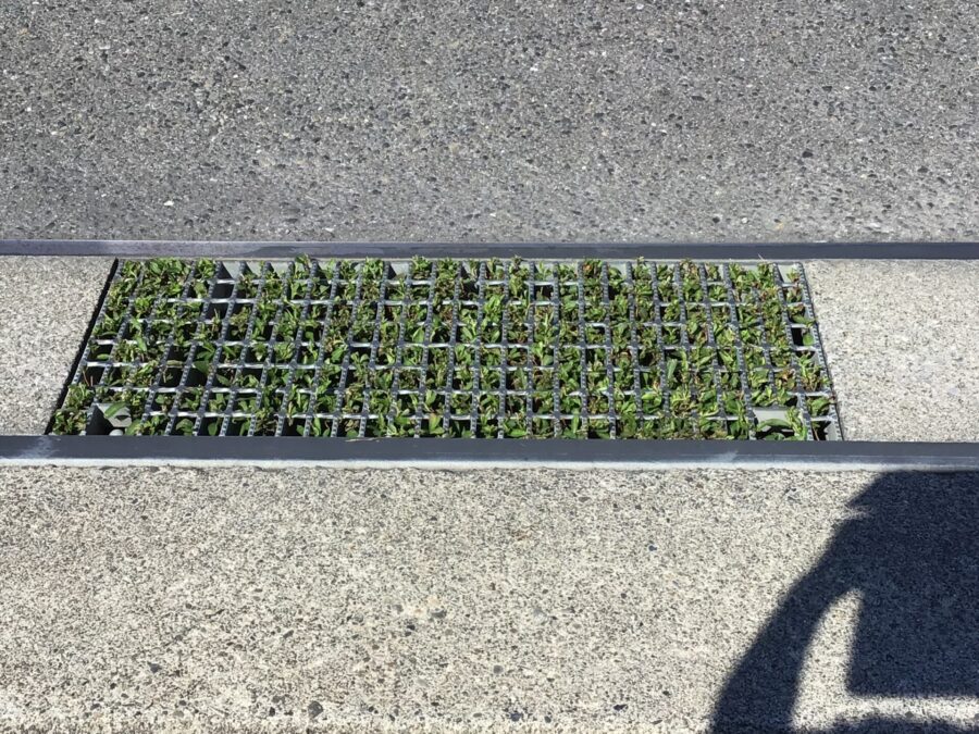 草むしり